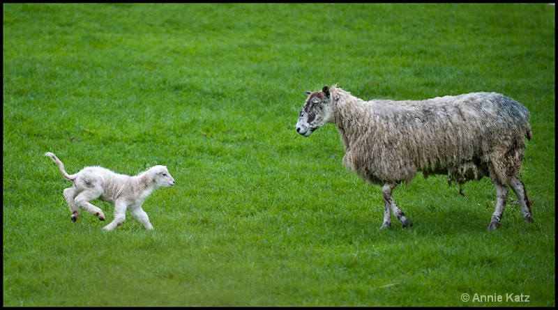 momma - ID: 13175694 © Annie Katz