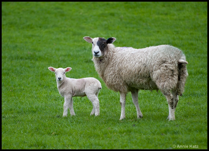 newborn mom - ID: 13175708 © Annie Katz