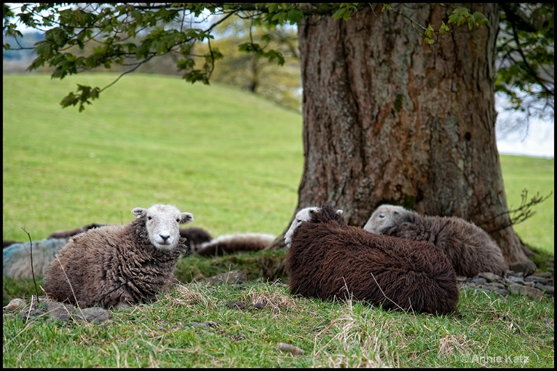 resting - ID: 13175711 © Annie Katz