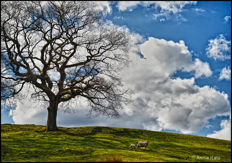 sheep in the lake district - ID: 13175725 © Annie Katz