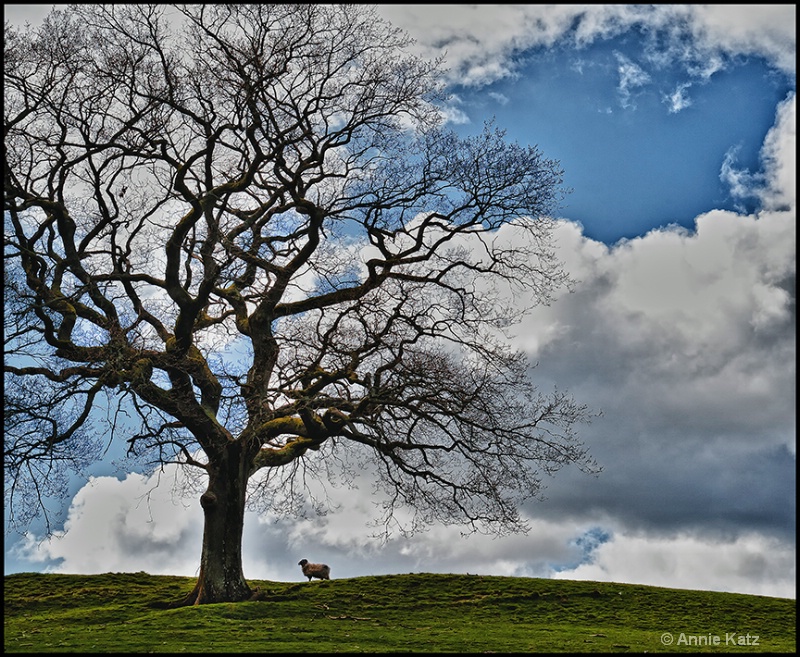 sheep on the hill - ID: 13175730 © Annie Katz