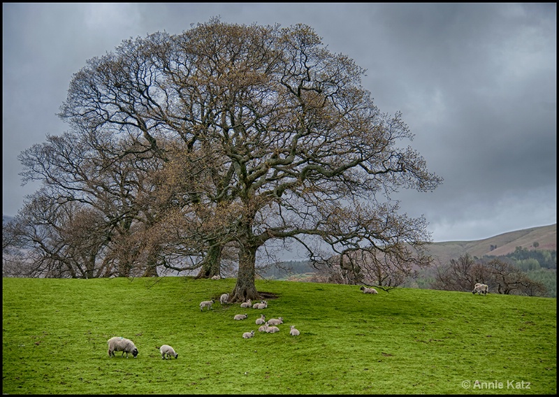 sheep - ID: 13175734 © Annie Katz