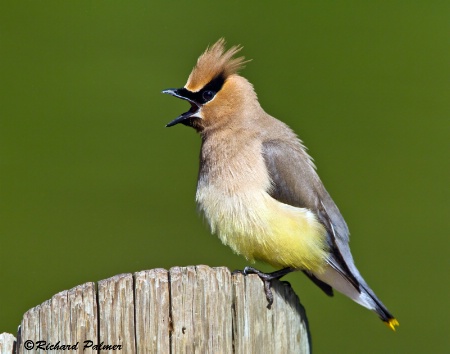 Cedar Waxwing 8815