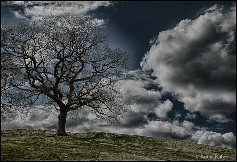 tree on a hill - ID: 13175744 © Annie Katz