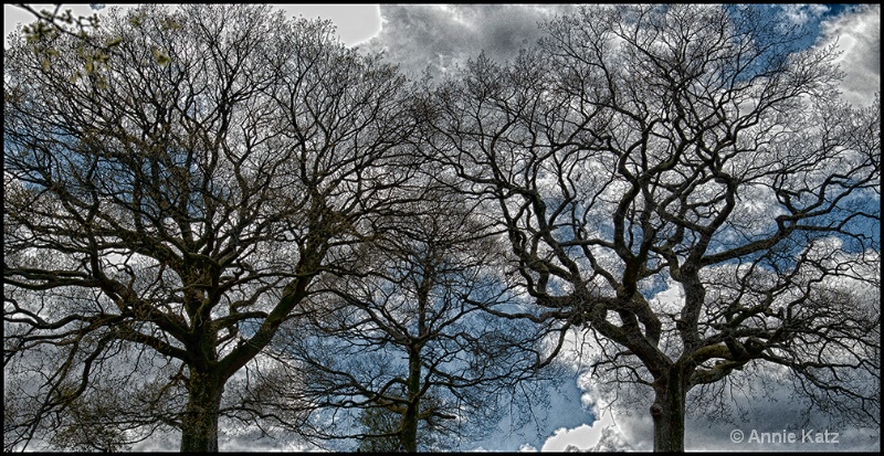 trees - ID: 13175748 © Annie Katz