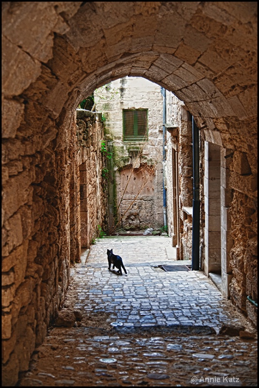 french alley cat - ID: 13175839 © Annie Katz