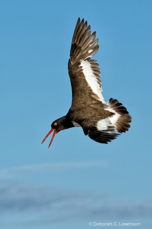 Oystercatcher Calling - ID: 13176557 © Deborah C. Lewinson