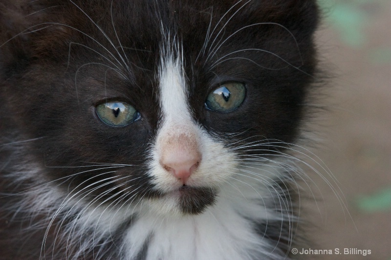 Kitten face - ID: 13178258 © Johanna S. Billings