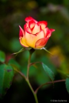 May 2024 Photo Contest 2nd Place Prize Winner