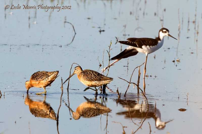 Two Dowitchers and a Black Necked-Stilt - ID: 13178861 © Leslie J. Morris