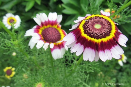 Tri-colored daisies