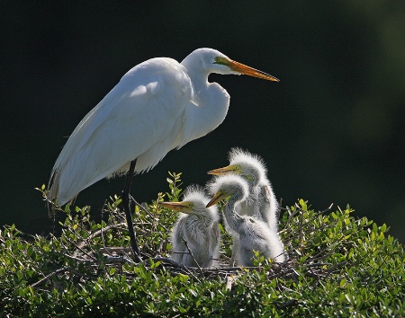 Great White Egret and Chicks