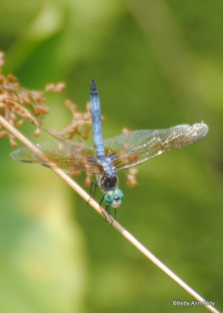 Dragonfly Tightrope