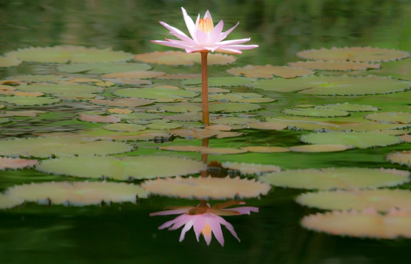 Lone Lilly