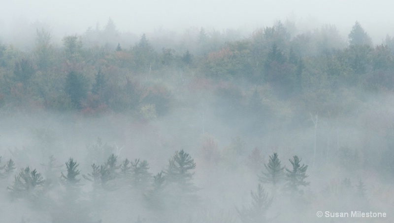 Foggy Morning White Mountains NH - ID: 13181154 © Susan Milestone