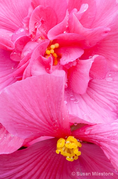 Pink Begonia 9934 - ID: 13181155 © Susan Milestone