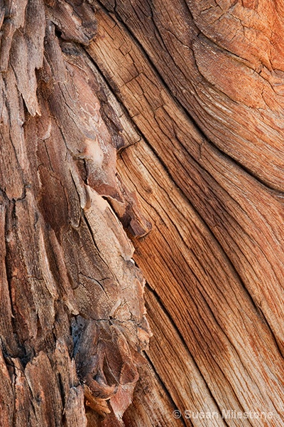 Ancient Bristlecone Pine Bark 6413 - ID: 13181159 © Susan Milestone