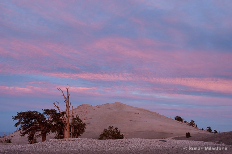 Ancient Bristlecone Pine Sunset 2850 - ID: 13181160 © Susan Milestone