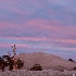 © Susan Milestone PhotoID# 13181160: Ancient Bristlecone Pine Sunset 2850
