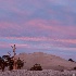 © Susan Milestone PhotoID# 13181160: Ancient Bristlecone Pine Sunset 2850