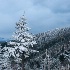 © Susan Milestone PhotoID# 13181244: Clingman's Dome Trees Rime Ice pan