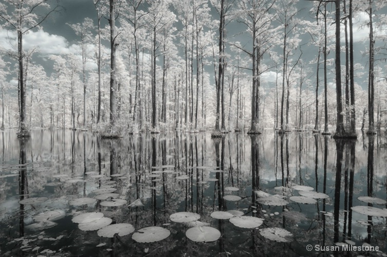 Cypress Swamp IR 7616 - ID: 13181246 © Susan Milestone