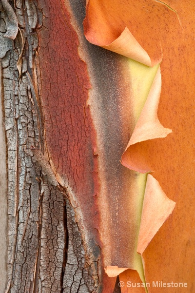 Madrona Tree Bark 1964 - ID: 13181292 © Susan Milestone