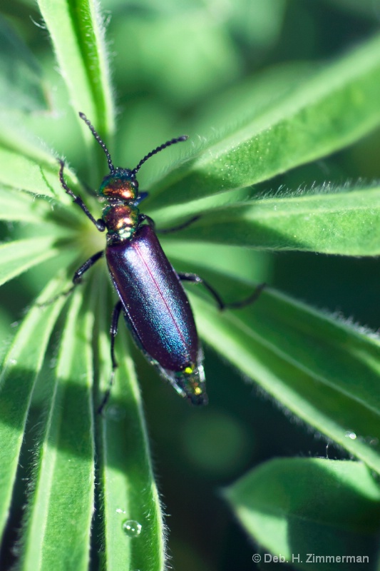 Beetle in the Lupine