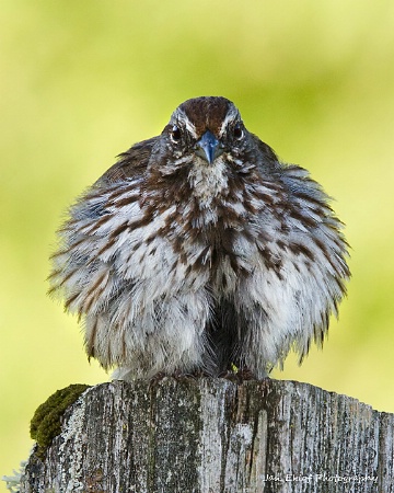 All Puffed up!