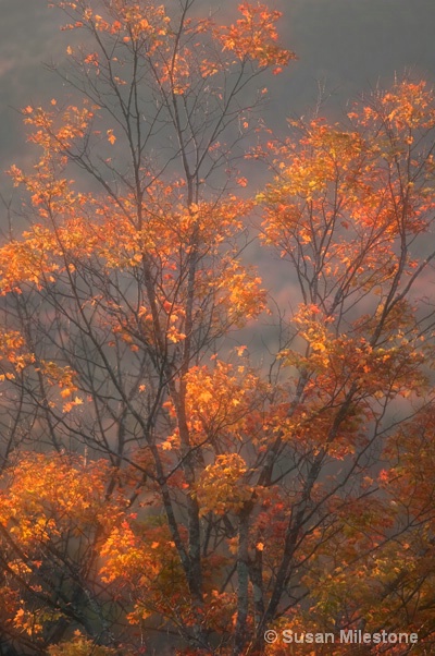 Fall Tree Overlay 6590 - ID: 13181468 © Susan Milestone