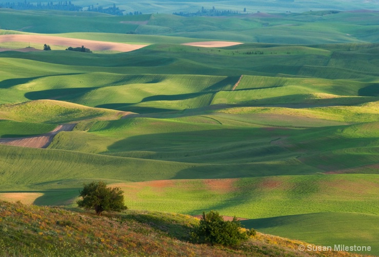 Palouse 2285 - ID: 13181469 © Susan Milestone