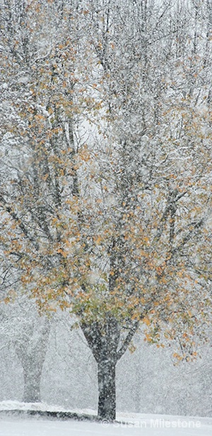 Snow Tree 4293 - ID: 13181559 © Susan Milestone