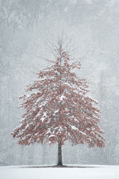 Snow Tree 4311 V - ID: 13181560 © Susan Milestone