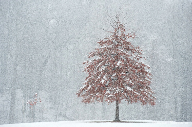 Snow Tree 4313 H - ID: 13181561 © Susan Milestone