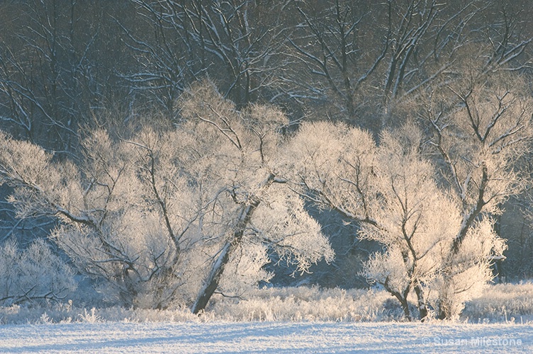 Ice Trees 1784 - ID: 13181564 © Susan Milestone