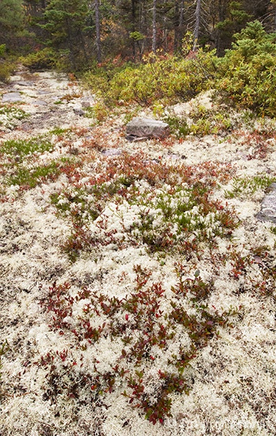 Lichen Acadia NP 2486 - ID: 13181575 © Susan Milestone