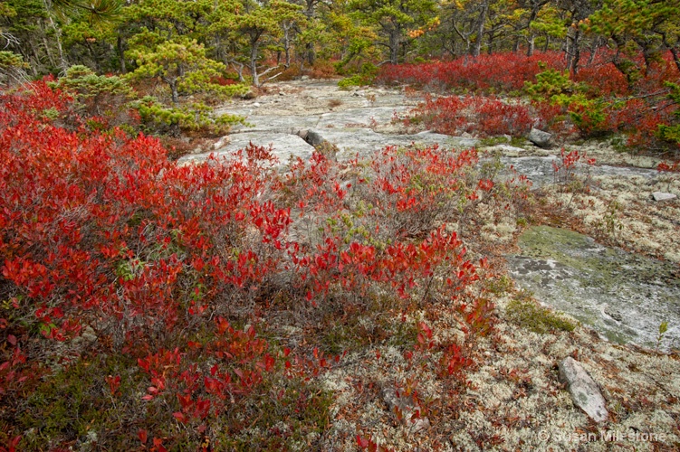 Blueberry Bushes Acadia NP 1566 - ID: 13181576 © Susan Milestone