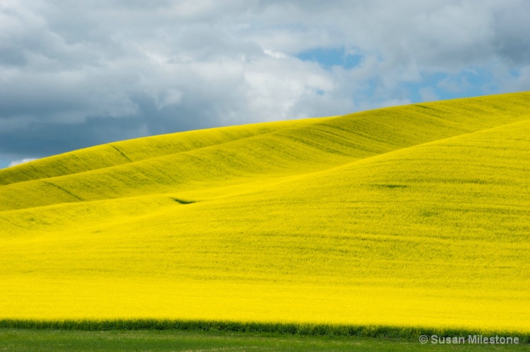 Yellow Field Palouse 2234 - ID: 13181577 © Susan Milestone