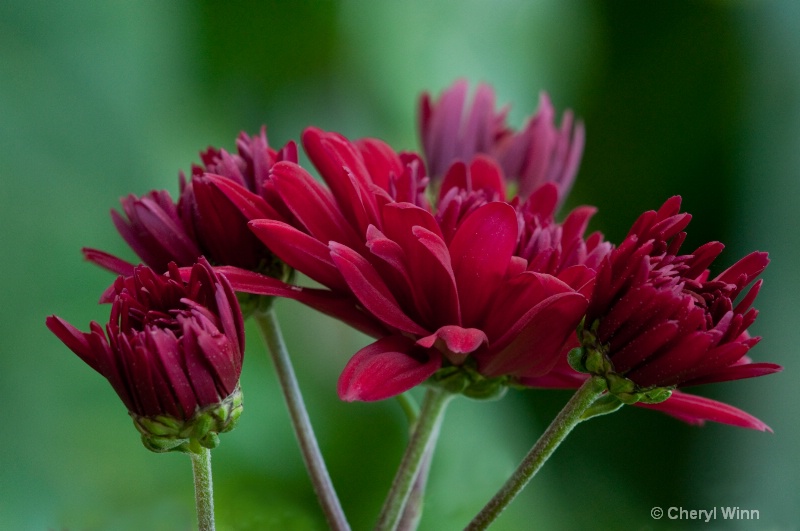  Chrysanthemum