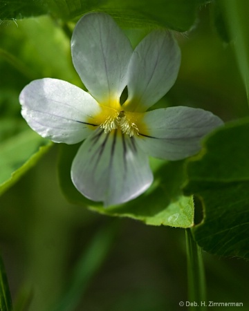 albino violet close up