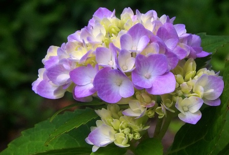 Summer Hydrangea