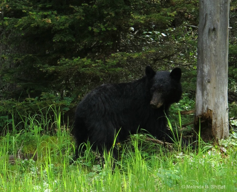 Grin and Bear It