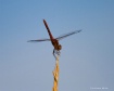 dragonfly-