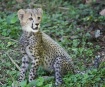 Cheetah Cub