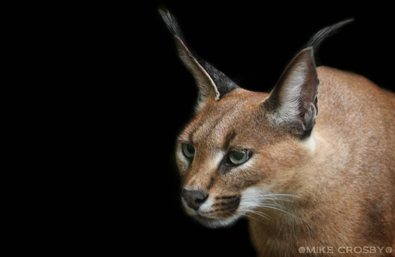 Caracal