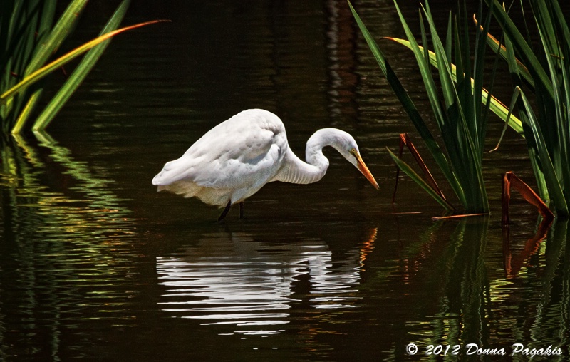 Ripples on the Pond 