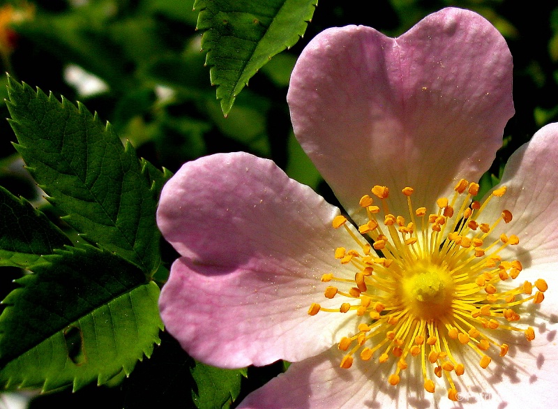 Alberta Wild Rose