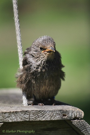 Sleeping Birdy