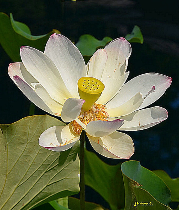 The Lotus Blooms at the  Pond...