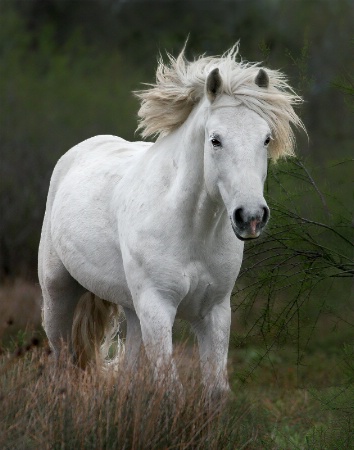 Breeze In My Mane